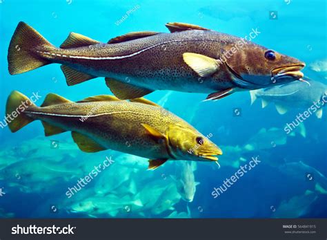 Cod Fish Swimming 的图像结果