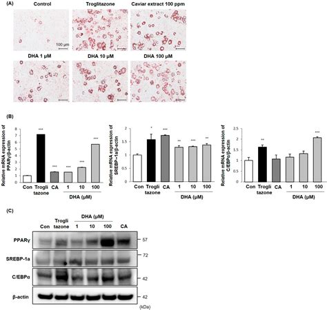 Caviar Extract and Its Constituent DHA Inhibits UVB-Irradiated Skin ...