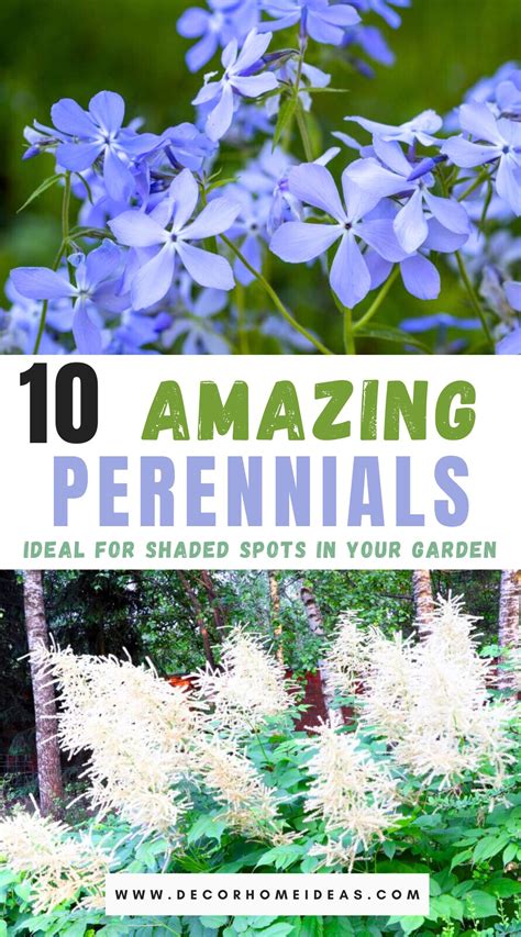 10 Perfect Perennials for Shaded Areas: Transforming Your Garden's ...