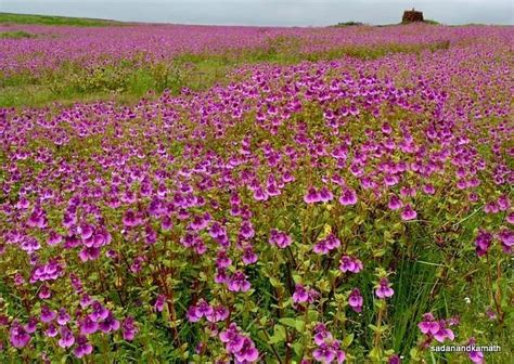 KAS PLATEAU (2025) All You Need to Know BEFORE You Go (with Photos ...