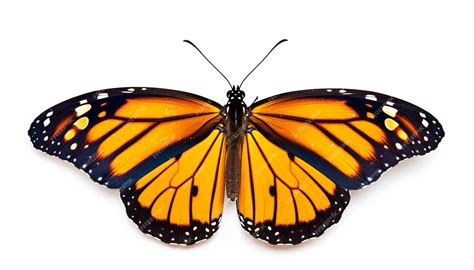 Image result for Buterfly Side View