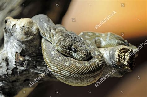 Image result for Centralian Python