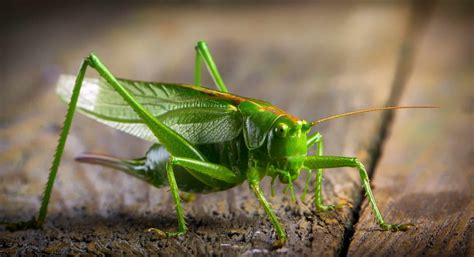 Insects vs. Arthropods: What Is the Difference? (9 Points)