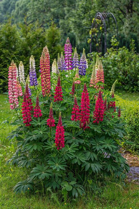 Beautiful Lupins by Thorsten Wege | 500px | Lupine flowers, Flowers ...