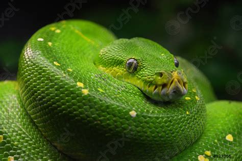 Image result for Black Green Tree Python