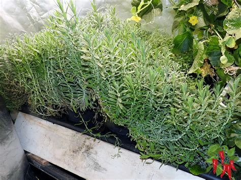 Growing Lavender Indoors in Pots - Stay Green Garden
