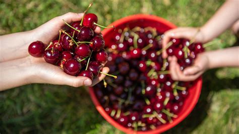 9 Best Farms to Visit During Cherry Picking Season in New York