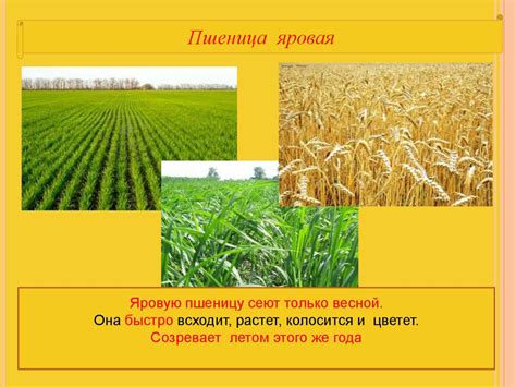 Пшеница – важнейшая зерновая культура - презентация онлайн