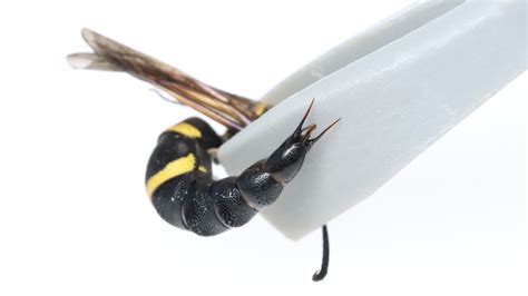 How Genital Stingers Give Male Wasps Some Sexual Equality - The New York Times