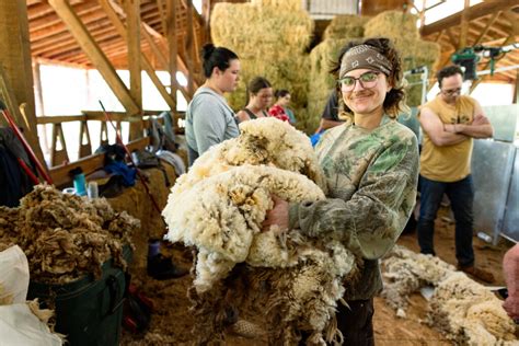 Image result for Advanced Course in Shearing Dubbo