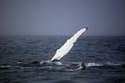 Baltimore Wildlife Tours (Cork) - 2021 What to Know Before You Go (with ...