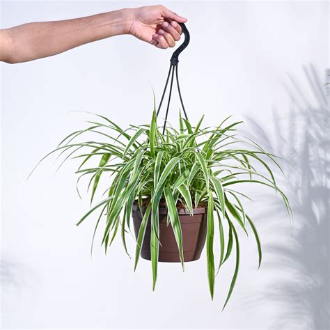 Buy Premium Hanging Spider Plant Online in India | Ugaoo