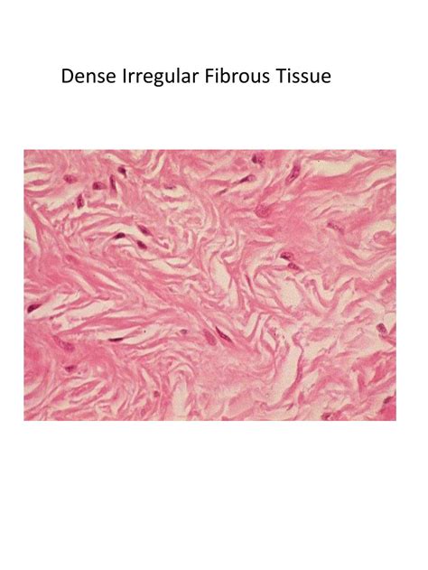 PPT - Loose Fibrous Connective Tissue PowerPoint Presentation, free ...