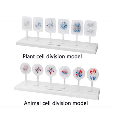 Buy FHUILI Cell Mitosis Model And Animal Cell Meiosis Model - Cell ...