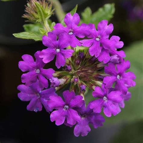 Buy Verbena online from Nurserylive at lowest price.