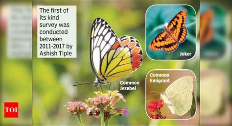 114 Species Of Butterflies: Bor has 114 species of butterflies, reveals ...