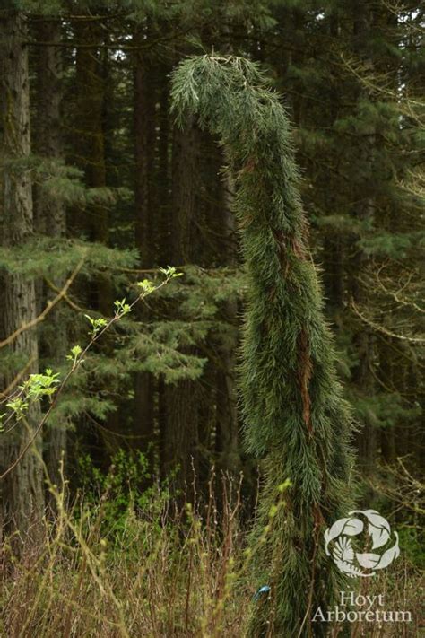 Sequoiadendron giganteum 'Pendulum' - Weeping Sequoia | Hoyt Arboretum ...