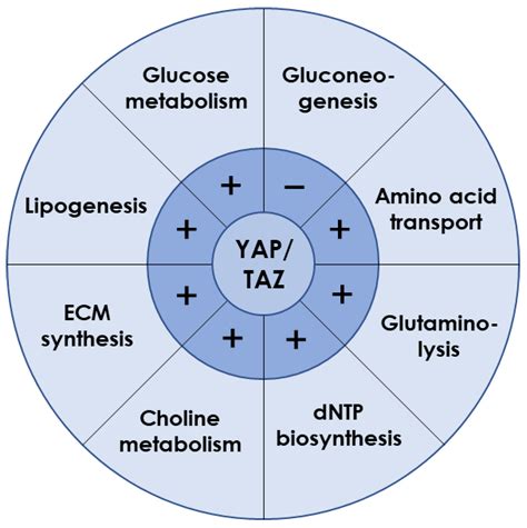 YAP/TAZ May Bridge Microgravity and Liver Dysfunction | Encyclopedia MDPI