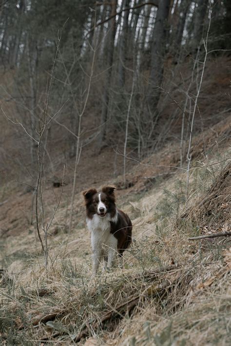 Country Pics 的图像结果