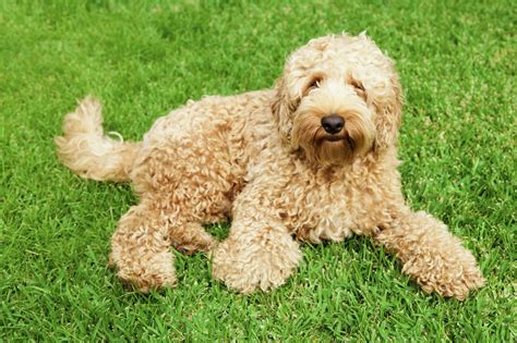 Image result for Labradoodle