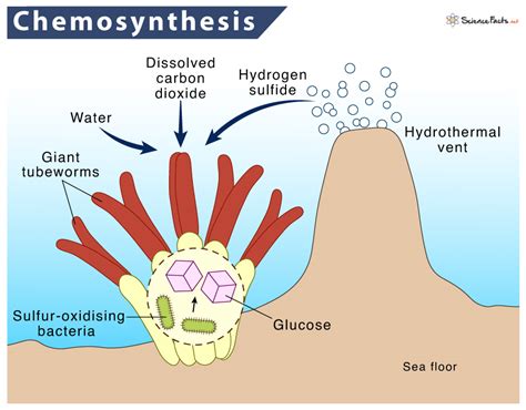 Image result for Chemosynthesis Examples