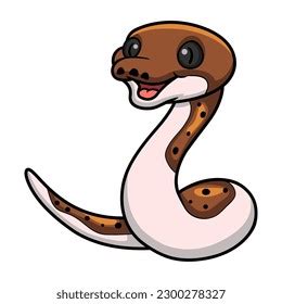 Image result for Pied Zebra Python