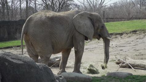 Indianapolis Zoo elephant is pregnant | wthr.com