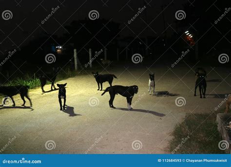 Eyes of Stray Dog in Night Time, they are Waiting Food Stock Image ...