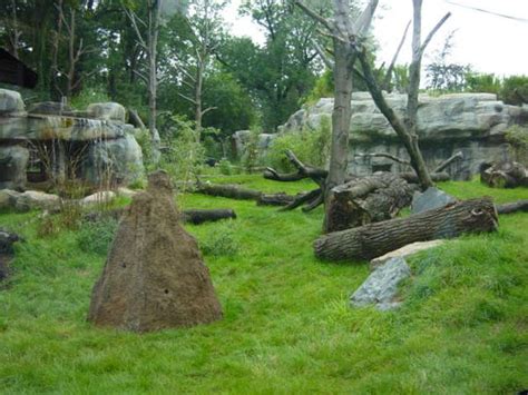 ZooLex Image - Termite Mound