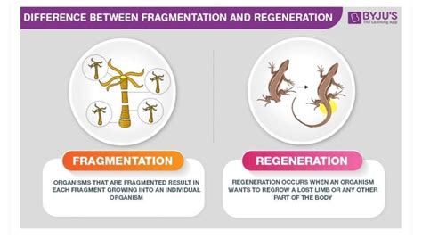 Give one point of difference between fragmentation and regeneration ...
