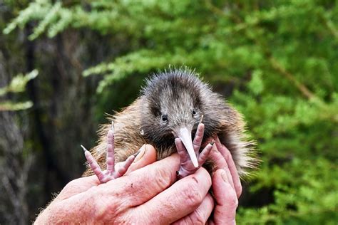 New Zealand wildlife: Where to see iconic animals in NZ