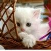 Can you pass me the sugar, please? function or concept of this sentence ...