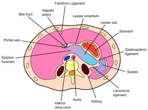PERITONEAL CAVITY- LESSEER SAC & GREATER SAC - New