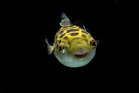 Image result for Puffer Fish Fun Facts