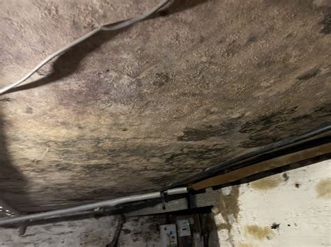 Ceiling Mould Removal: The Homeowner’s Guide - Northern Restorations