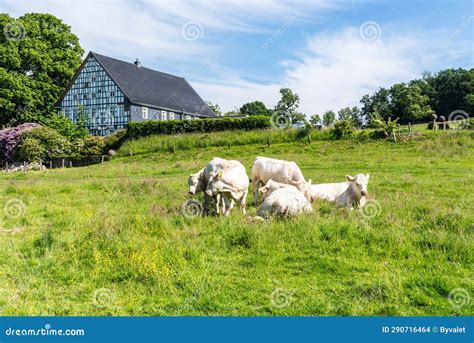 Rural Landscape with Cows in a German Countryside Editorial Stock Image ...