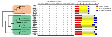 Slc4 Gene Family in Spotted Sea Bass (Lateolabrax maculatus): Structure ...