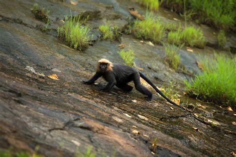 Monkey And Lion Photos, Download The BEST Free Monkey And Lion Stock ...