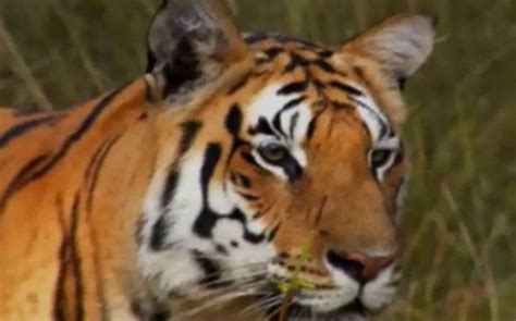 Tigress on the prowl: What makes the animal attack humans? | IndiaToday
