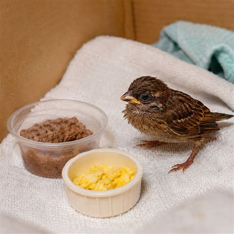 How to Save Baby Sparrows in Rain Safely?