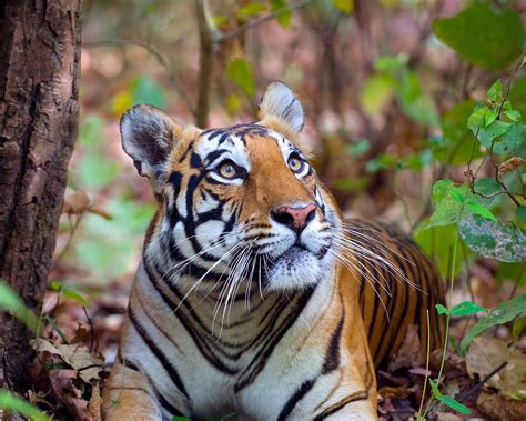 Bengal Tiger Bing Wallpaper 的图像结果