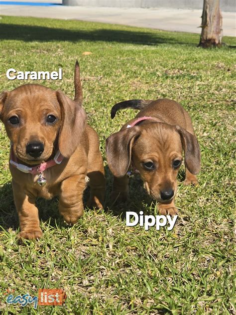 1 Female Dachshund Puppies under $40,000 in Geraldton Region, WA