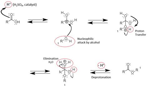 Fischer Esterification Mechanism Carboxylic Acid - mechanism of esterification of carboxylic acid