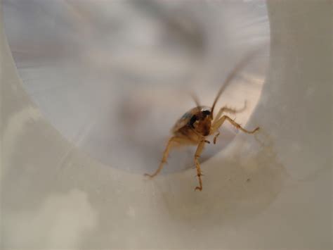 Image result for Cockroach Infestation Signs