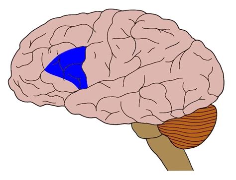 Image result for Broca's area Function