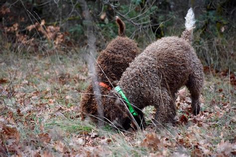 TRUFFLE HUNTING DALMATIA (2026) All You Need to Know BEFORE You Go ...
