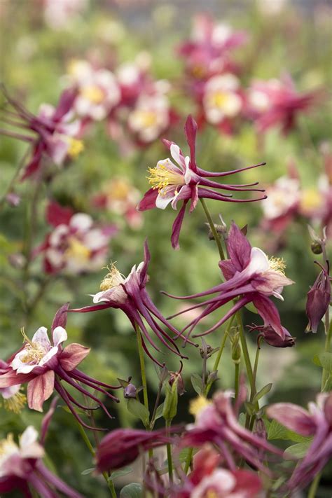 Kirigami™ Red & White Columbine, Aquilegia caerulea 'Red & White'