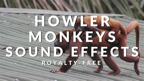 FREE Howler Monkey Sound Effects in the Jungle | Download Wild Animal ...