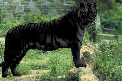 A Black Tiger in a Lush Green Field