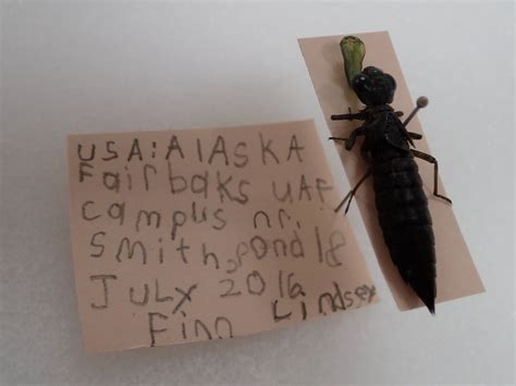 Making future entomologists at Alaska bug camp - Anchorage Daily News